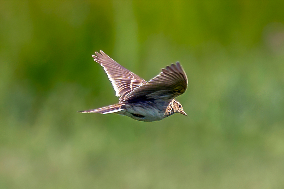 A brown sky lark flying in front of a blurred green background